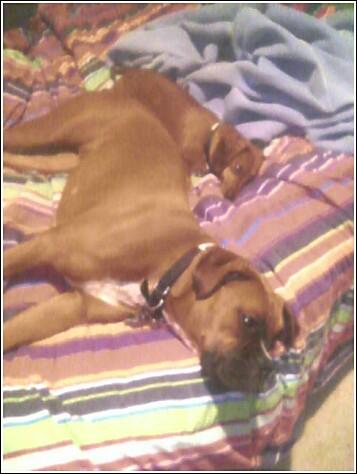 Hunny, the kids are on the bed again!