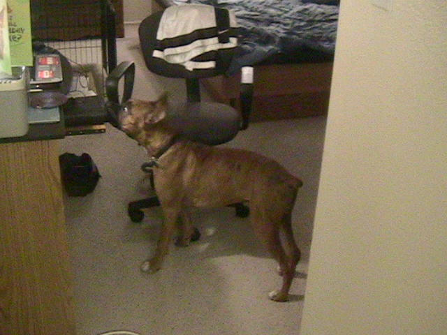 Hunter at 5 months old