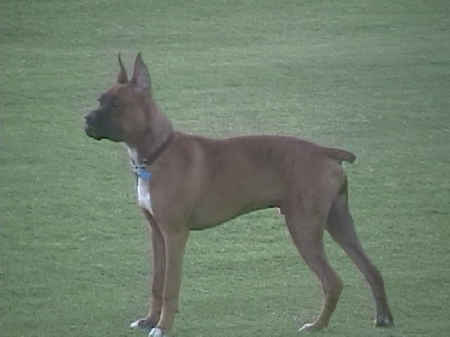 Hunter at 6 months old
