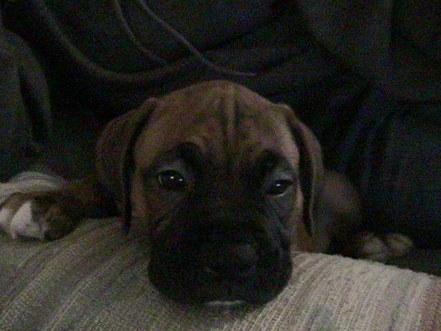 Hunter at 7 weeks old
