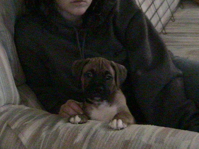 Hunter at 7 weeks old