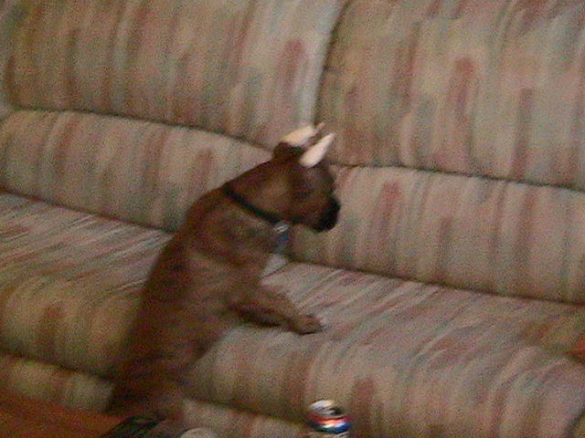 Hunter can finally get on the couch by himself