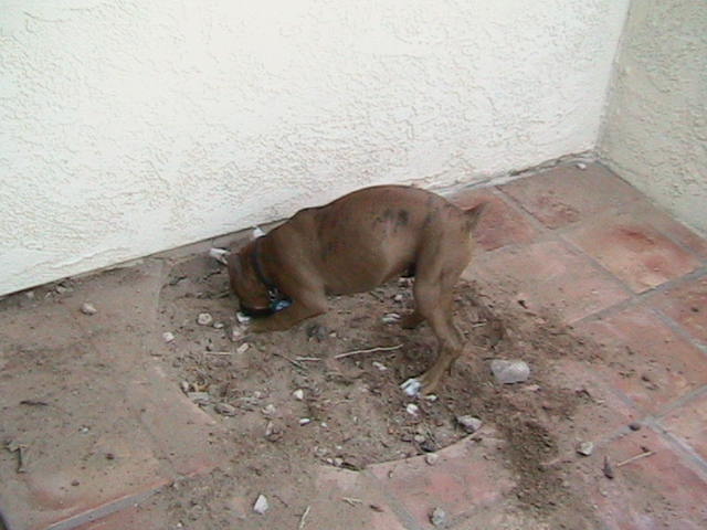 Hunter digging