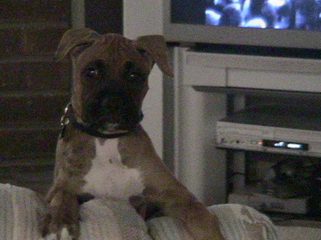 Hunter looking over the back of the couch
