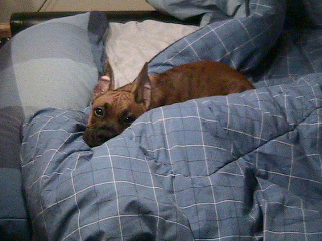 Hunter lying in my bed