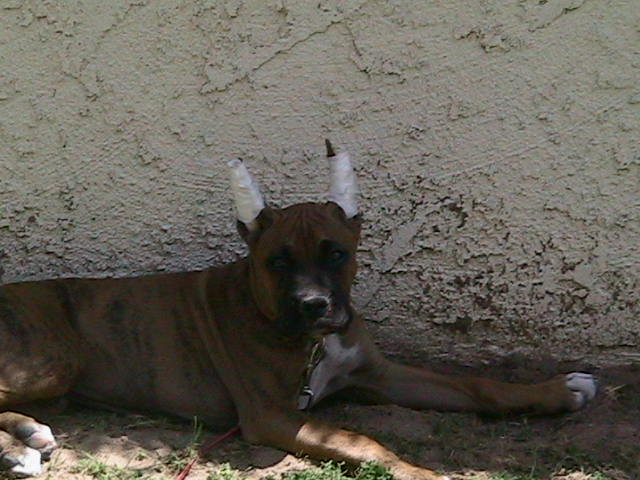 Hunter lying in the Shade.