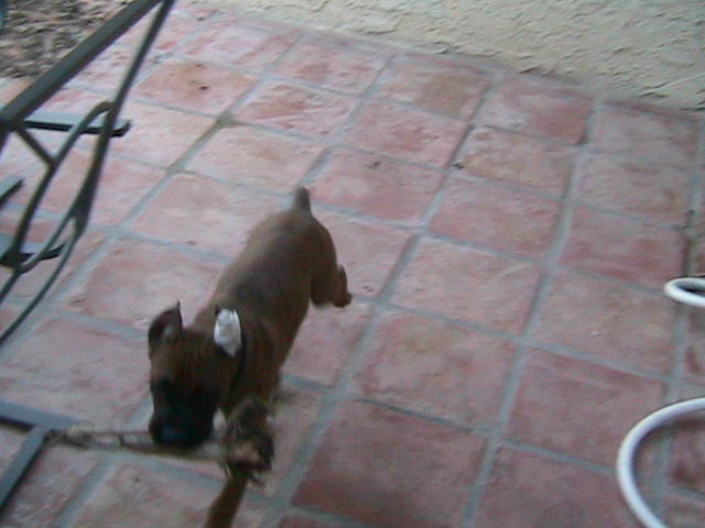 Hunter making off with some of the evidence