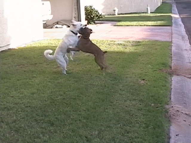 Hunter with his best friend Buddy