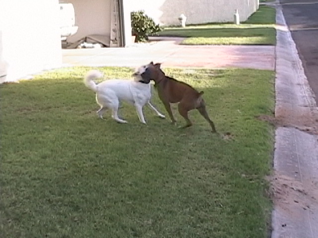 Hunter with his best friend Buddy