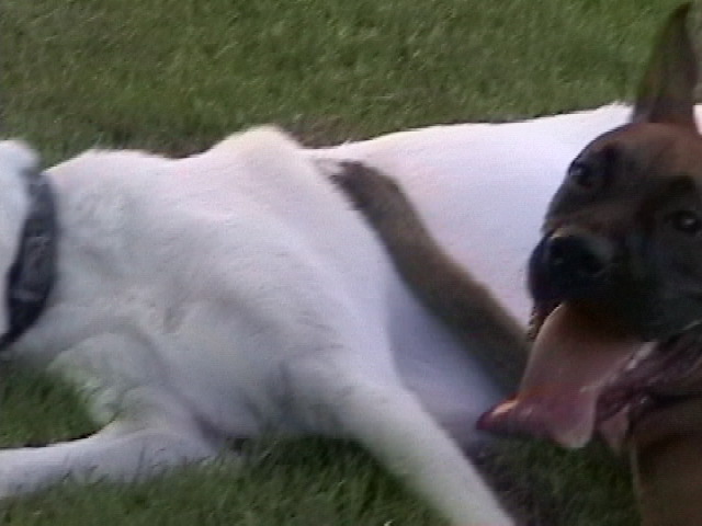Hunter with his best friend Buddy