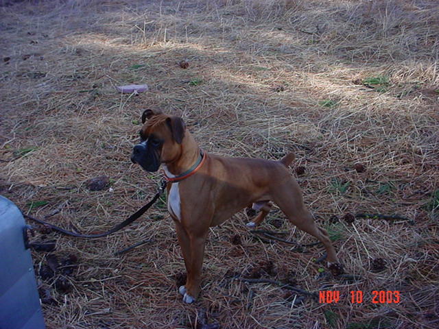 Hunter