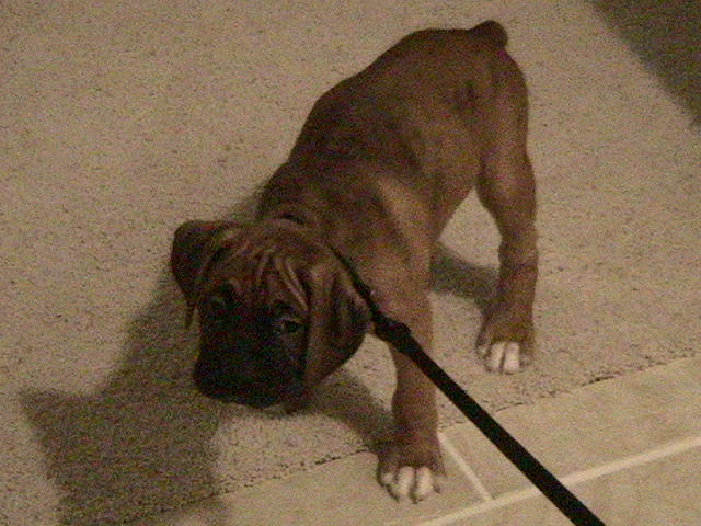 Hunter's first time on a leash