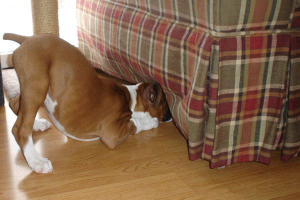 Hunting for the kitty
