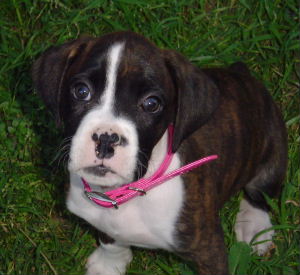 Hurley @ 8 weeks!
