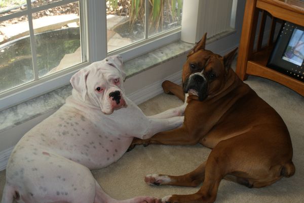 Hurley & Bodie