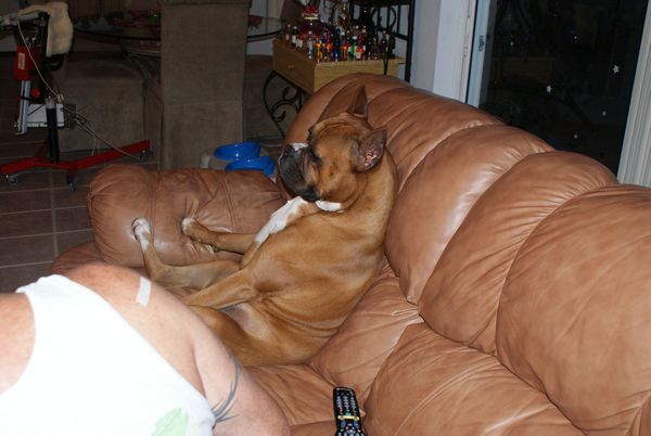 Hurley relaxing on the couch!