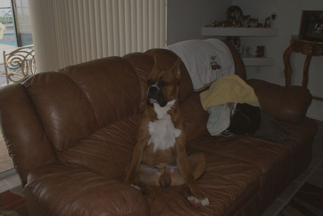 Hurley sitting on the couch