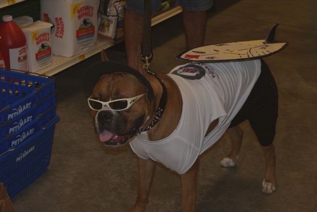 Hurley - The Surfer Dog