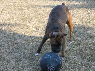 hurricane loves basketball