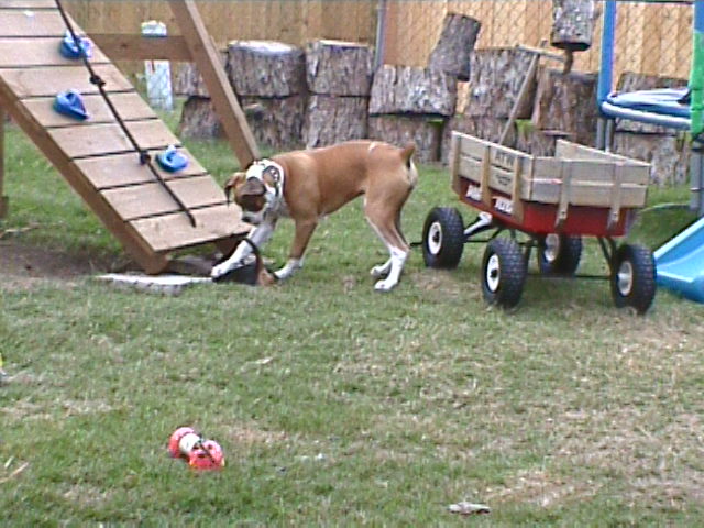Hurry! Get in there ... Hide!  Maybe mom won't notice the HUGE hole we've b