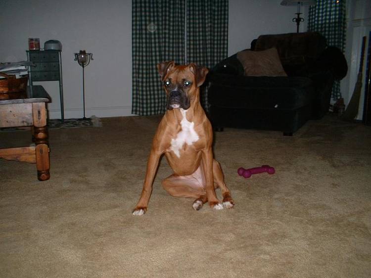 Hurry - I want my bone