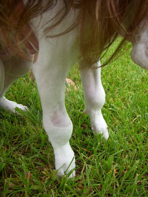 hypertrophic osteodystrophy