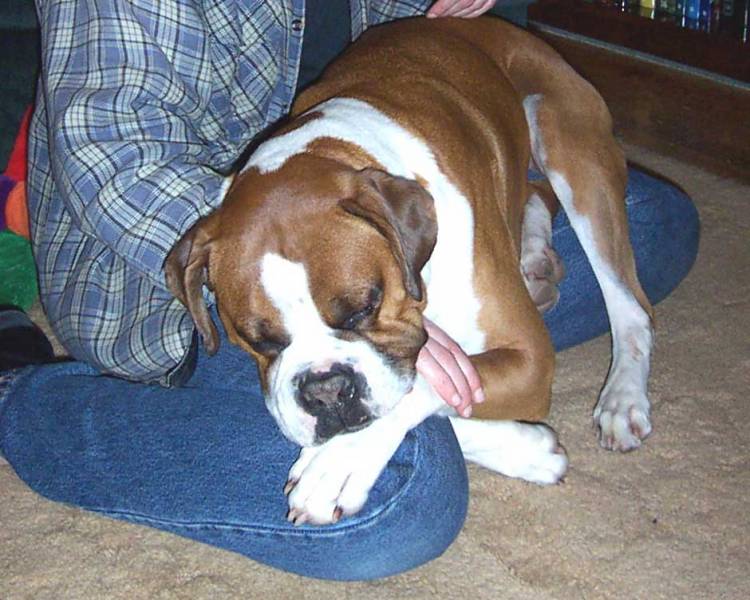 I am a Lap dog I am I am