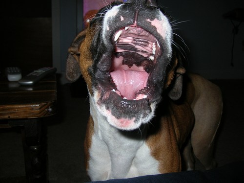 I am female, hear my roar!