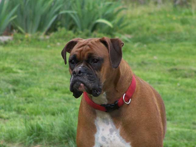 I am handsome