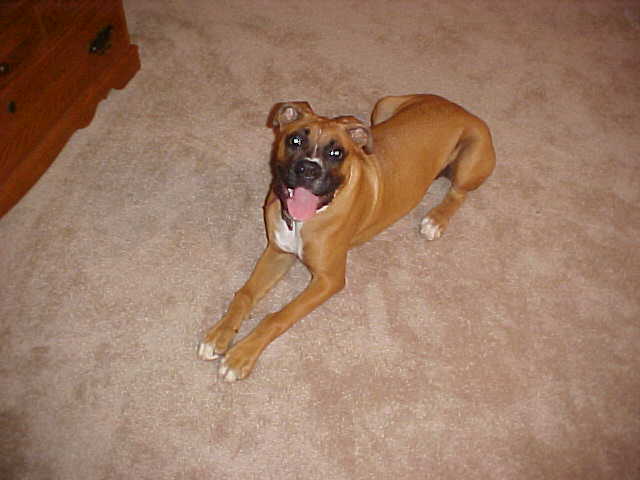 I am not a litle puppy anymore.