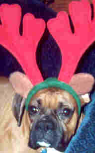 I am not a reindeer!  I AM A BOXER!