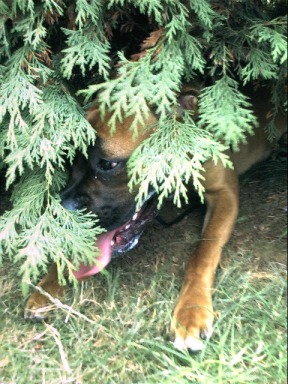 I am one with the tree