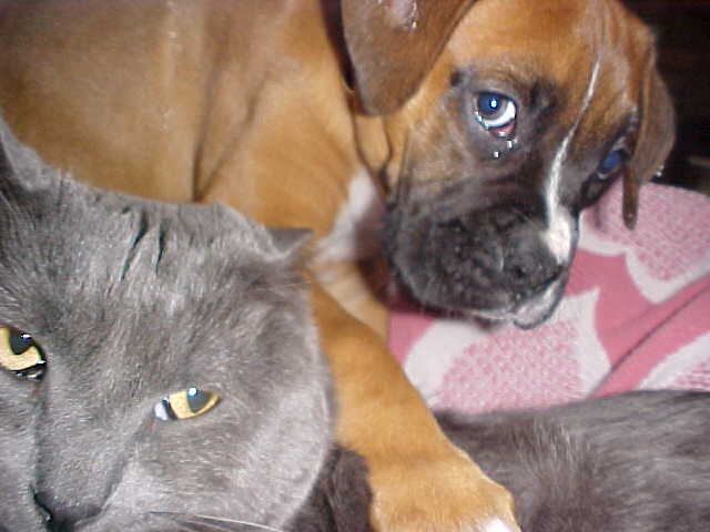 I am petting my older brother, Gus.  Well I call it petting, he is not too