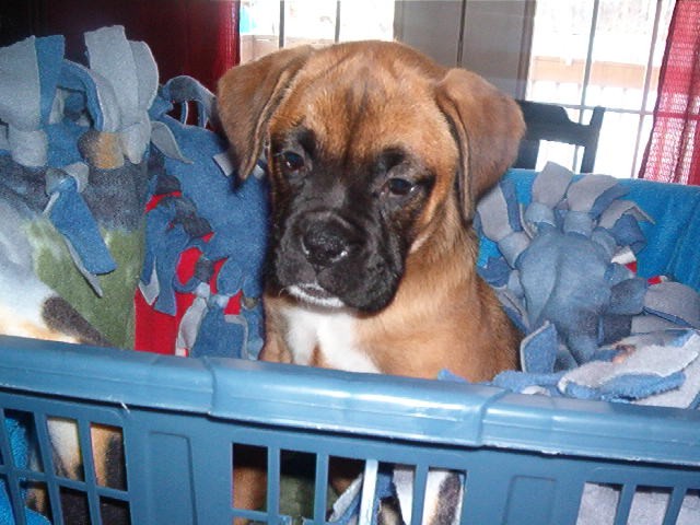 I am Sable , Bowzer's new  playmate