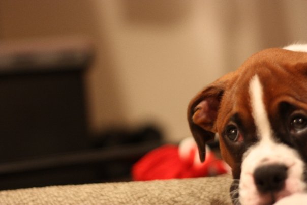 I AM SO BORED, PLAY WITH ME!