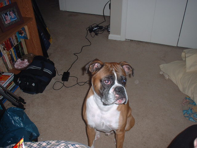 I am so good!  Can I have that treat now?