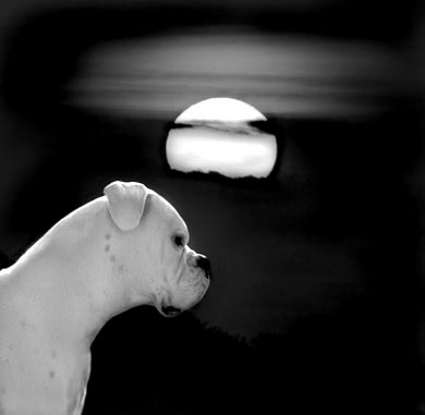 I am so shine under the moon!