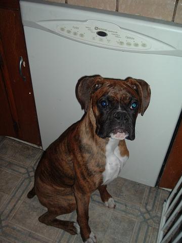 I am Zeus the Boxer