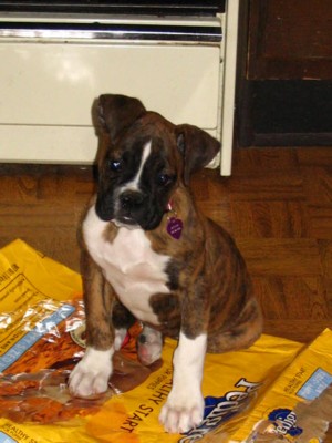 I ate the whole bag mom!