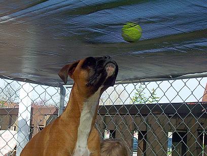 I can almost reach the ball....