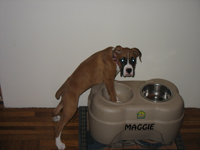 I can reach maggie's bowl now!