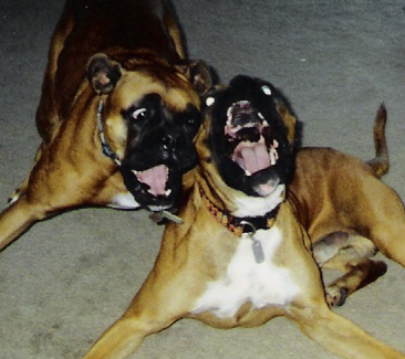 I can talk louder than you!