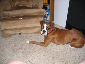 I can't get my ball!!!