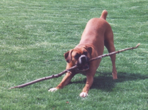 I Carry a Big Stick