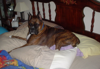 I could use a couple more pillows
