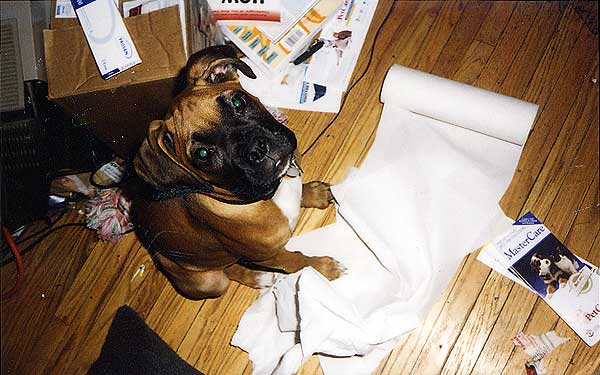 I didn't do it, I swear!