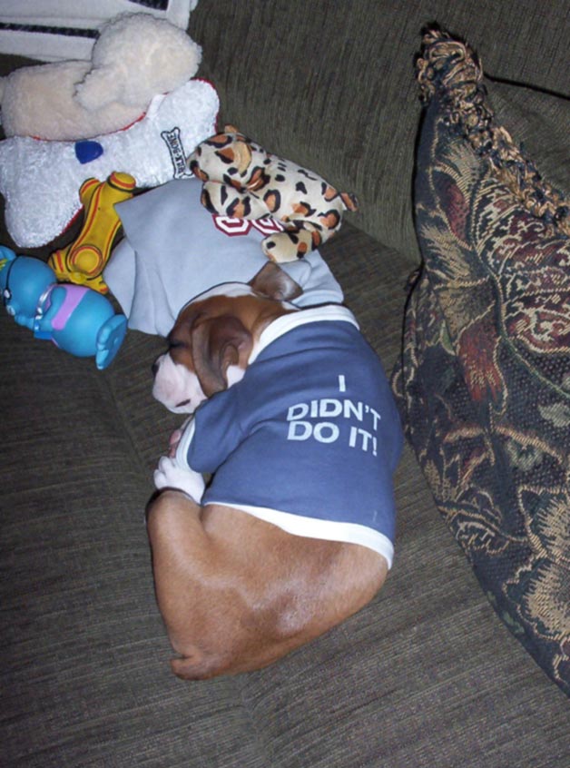 I Didn't Do It