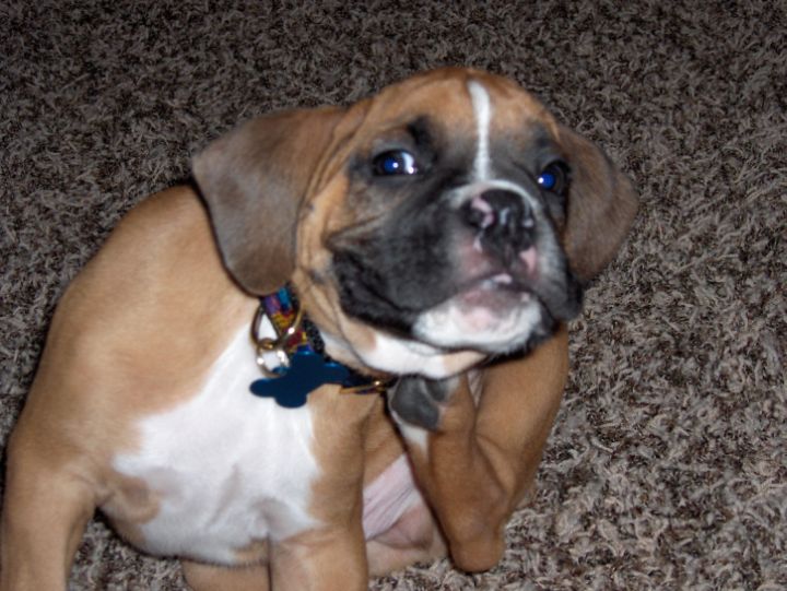 I don't like this collar darnit......