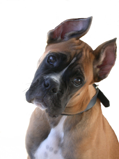 I go new ears for Christmas, what did you get?