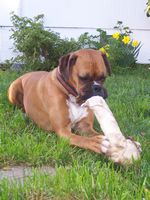 I got a Bone, I got a Bone